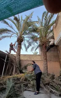 بریدن نخل درخت قطع نخل درخت هرس سمپاشی فوگا فوگا