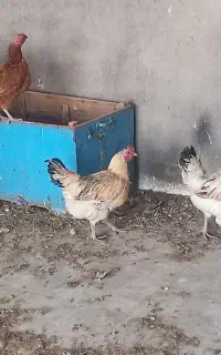 مرغ‌جوان‌آینده دار