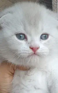 بچه گربه اسکاتیش فولد