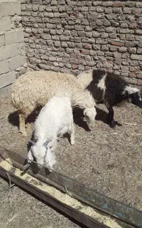 بره ماده سبک