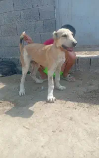 توله البای ماده ۳ماه