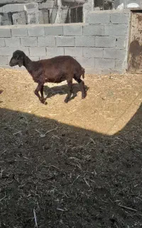 دو راس بره ماده قزل افشار