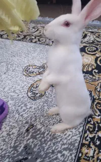 خرگوش