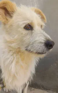 سگ پا کوتاه
