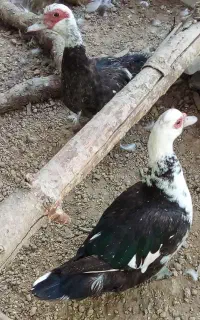 ۲عدد اردک اسرائیلی بدون سر و صدا تخم گذار