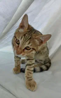 سرپرستی گربه