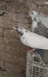 کبوتر