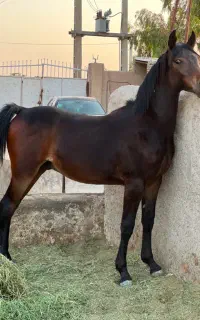 کره نریان عرب
