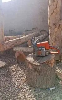 برش درخت،قطع درخت،خریدچوب وجابجایی درخت