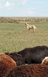 سگ گله ای