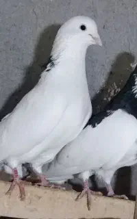 کبوتر تک پر دارم معاوضه با مسافتی