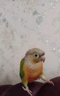 گرینچیک گمشده