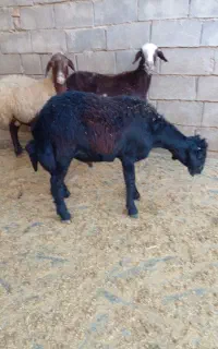 بره قوچ