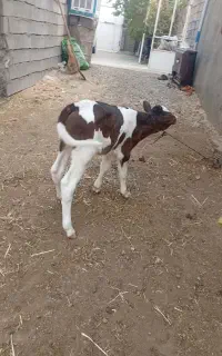 گاو