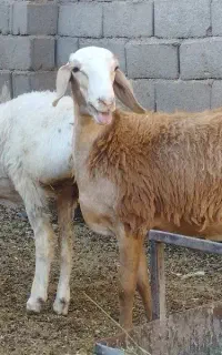 بره دوقلو ماده چینی عتیقه