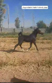 برای خرید زنگ بزن