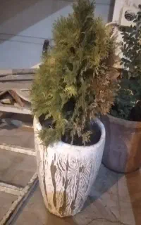 فروش گل