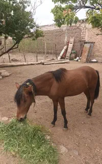 اسب ترکمن