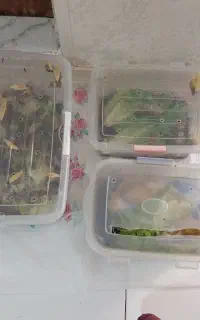 آچاتینا ۲ ماهه رایگان