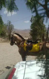 اسب ترکمن