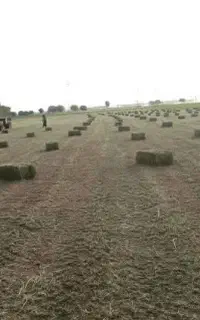 یونجه کوبیده شده