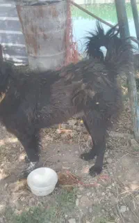 سگ نر