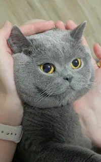 گربه بالغ نر