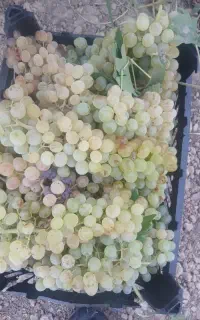 انگورعسگری