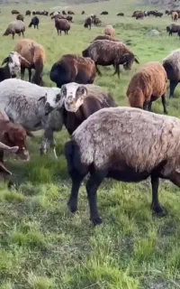 گوسفند زنده پردیس جاجرود بومهن