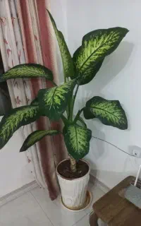 دوگل دیفن باخیاباگلدان