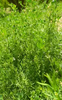 علف باغی