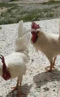 خروس فروشی