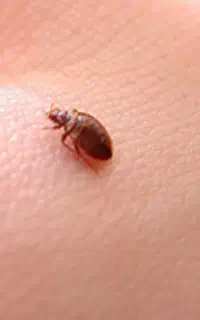 سم پاشی ساس سوسک سمپاش موش تضمینی فقط فقط در مرحله