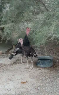 جوجه بوقلمون و جوجه محلی
