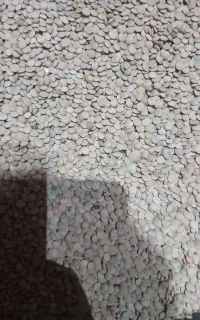 عدس دیم مغان