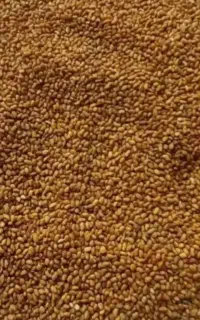 تخم یونجه