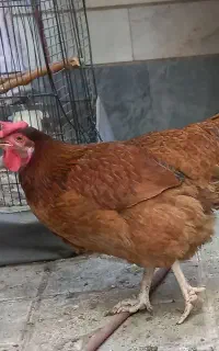 مرغ تخم گذار