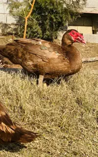 جوجه اردک‌ مسکویی شکلاتی خالص وارداتی