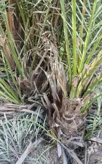پاجوش نخل موگ قوربونی و موبالی