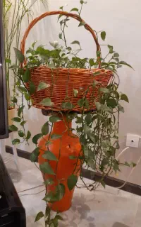 فروش تعدادی گل