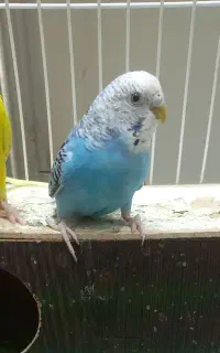 بازی