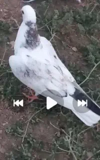 کبوتر رفته از علیشاه