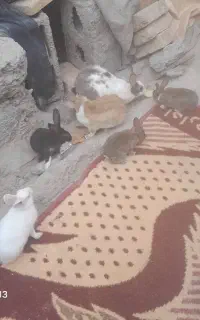 خرگوش