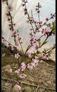 نمایندگی کودهای اورگانیک