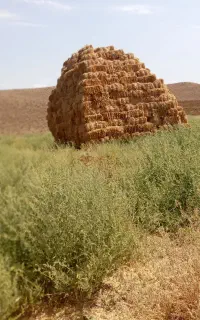 پرس گندم 60خلور
