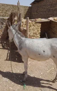 دو راس خر یا الاغ نر اخته و کره ماده و غاز محلی