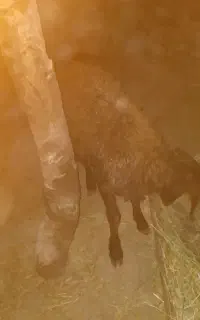 گوسفند بره نر