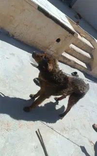 سگ نگهبان