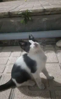 گربه نر سه ماهه بسیار شیطون وباهوش