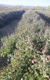 کارگرگل چین
